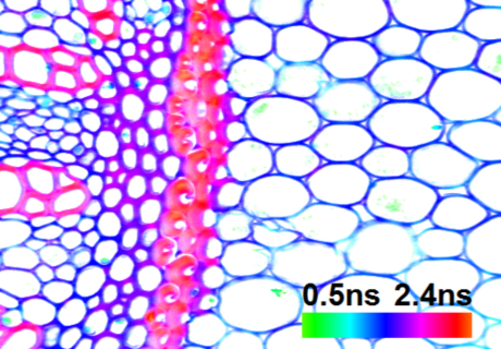 Two photon fluorescence lifetime image