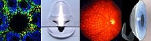 Optical breakdown and laser-induced cavitation Optical breakdown and laser-induced cavitation